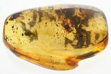 Detailed Fossil Leafhopper (Cicadellidae) In Baltic Amber #300675-1